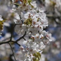 北海道の遅い春の桜13-2