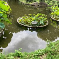 郷土の森、蓮の花