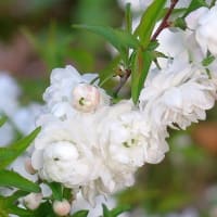 上品な純白、八重の「庭桜」満開。