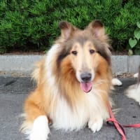 リカちゃんあと10日程！