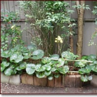 ツワブキの花が・・・