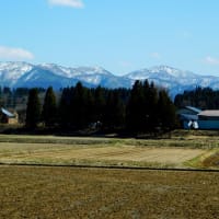 明日4月1日は解禁