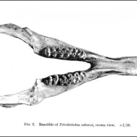 古い本　その173　平牧動物群　8