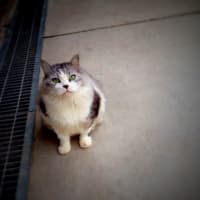 しまねこ