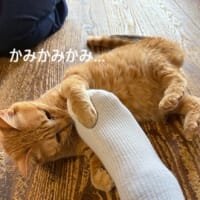 なつの　にゃんかふぇ。