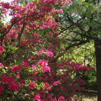 ツツジが咲き誇る花見山公園もなかなかに良かった（2024.4.29）#1