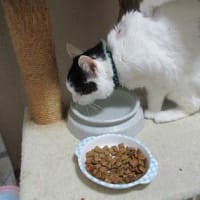 ジーンちゃんの経過