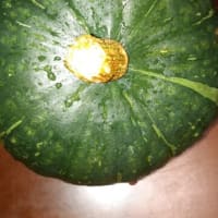 北の畑からカボチャを収穫