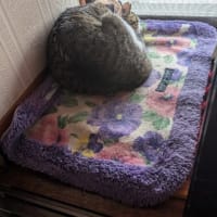 クリンへの想いは尽きなくて・・・288