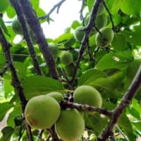 梅干し用の「梅」を収穫