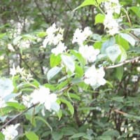 熱波の襲来。