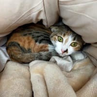 ある日の夕食とみーこ