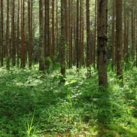2025年7/6　山野草の森の整備