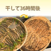 ワラビ干し