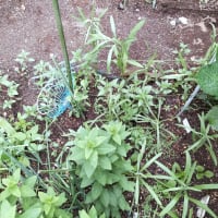 百合・紫陽花の開花・種植えからの成長過程