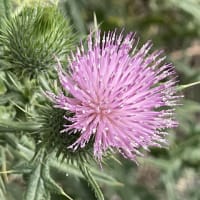 夏薊