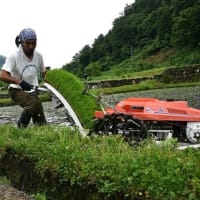田植えの頃