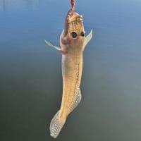 猛暑日の九十九里河川ハゼ釣査！今年の生育状況は？