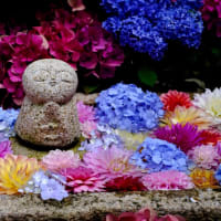 古刹を彩る紫陽花-奈良県明日香村：岡寺