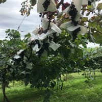 ワイン用ブドウの収穫体験