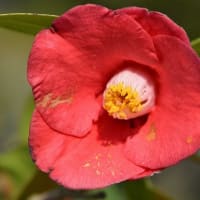 鉢植えの椿（１１） 「若楓」