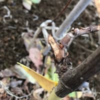 今度はウサギかよ
