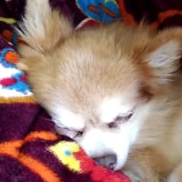 ブログ始めました!