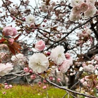 茅ヶ崎いちの市