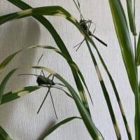バッタ