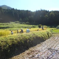 ぎふ・春日　貝原棚田の稲刈りと稲架掛け