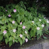 オシロイバナ〜白粉花絞り