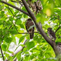 アオバズクの巣立ち