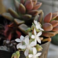 オブツーサの花 Mｅｉｎ ｋｌｅｉｎｅｒ Rｏｓｅｎｇａｒｔｅｎ