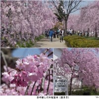 日中線しだれ桜並木