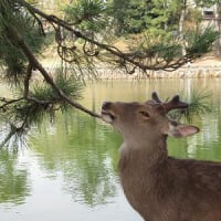 松葉を食べるシカ