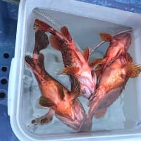F様のイサキ＆根魚釣りのリレー船釣行（川津港）。
