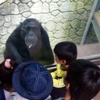 サービス精神旺盛すぎ、な福岡市動物園のチンパンジー