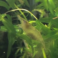 エビちゃん