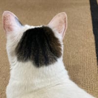 後頭部