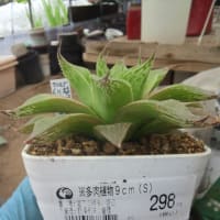 ハルオチアの緊急植え替えです