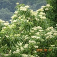 ◆20250617(火)〔里山〕歳時記＠見聞ログ〈NO７〉