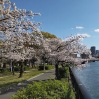 桜之宮公園へ花見サイクリング