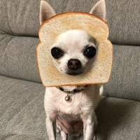 愛しのコっちま。