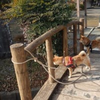 2022年1月17日朝＿柴犬・夢と武のお散歩＿菊川市嶺田神社