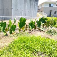サトイモは順調に育つてるかな(^o^)？