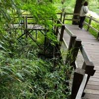 三島、柿田川公園に行った