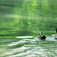 たのしい万葉集　鴨鳥の遊ぶこの池に・・・　