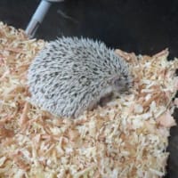 草津