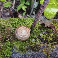 アオキを植えたら カタツムリがいた