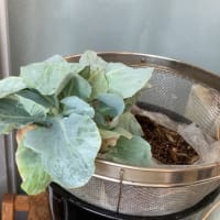 ベランダ菜園　ハダニが減って元気に・海老しんじょ弁当２人分